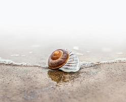 Shell on the beach photo