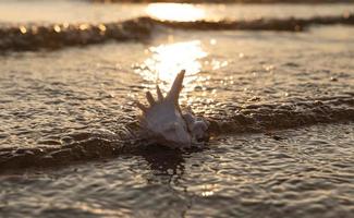 Sea shell lies on the sandy beach photo