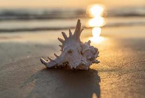 Sea shell lies on the sandy beach photo