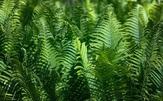 Natural floral fern background photo