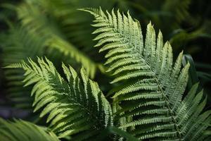 Natural floral fern background photo