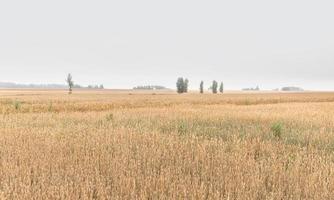 Wheat field ears photo