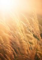 Wild field of grass on the golden sunset photo