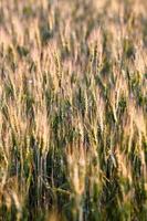 Fresh spring green and yellow wheat field ears photo