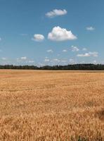 Wheat field ears photo