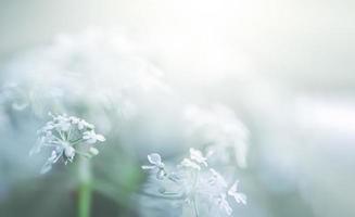 Wild grass on a sun light photo