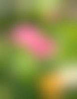 Abstract blurred image of a spring garden photo