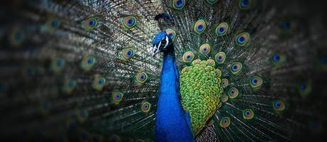 Beautiful peacock with loose feathers