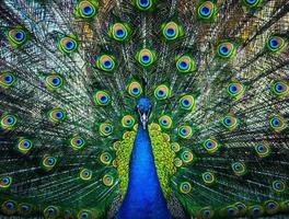 Beautiful peacock with loose feathers photo