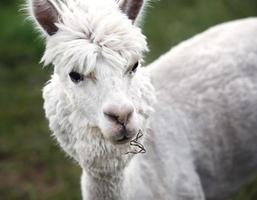 cerca de alpaca en la granja foto