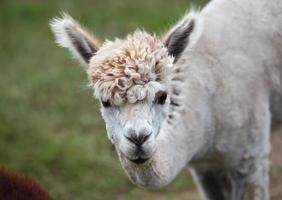 cerca de alpaca en la granja foto