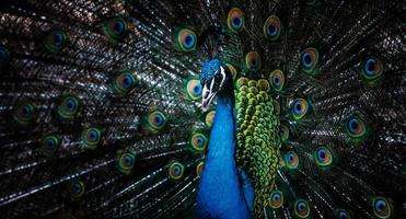 Beautiful peacock with loose feathers photo