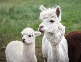 cerca de alpaca en la granja foto