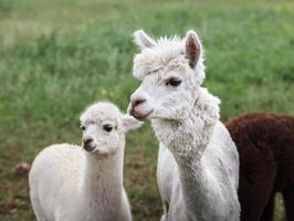 cerca de alpaca en la granja foto