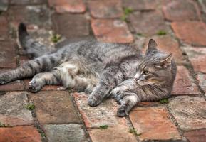 gatito gris jugando al aire libre foto