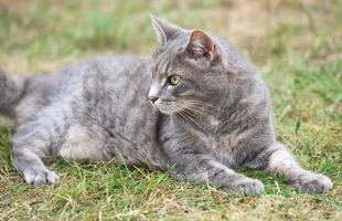 gray kitten playing outdoors photo