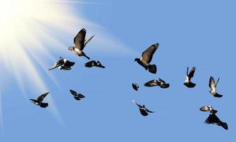 Pigeons flying to the sun photo