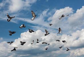 Flying pigeons against clouds and blue sky photo