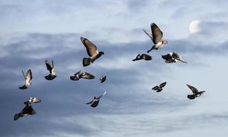 Pigeons flying to the sun photo