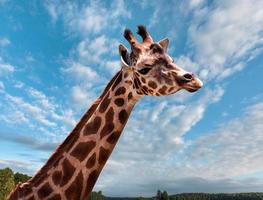 Portrait of a young giraffe photo