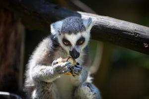 Lemur catta portrait photo