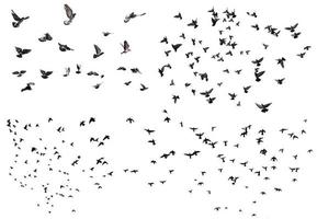Flying birds set photo