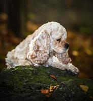 American Cocker Spaniel photo