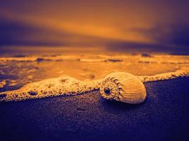 Shell on the beach photo