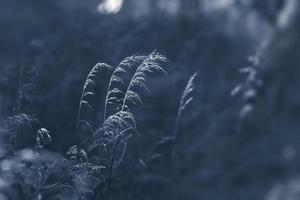 Wild grass background photo