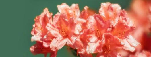 plantas de rododendro en flor foto