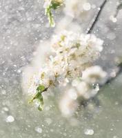 Spring rain in the garden photo