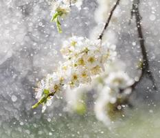 Spring rain in the garden photo