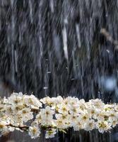 lluvia de primavera en el jardín foto