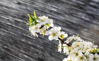 Spring rain in the garden photo