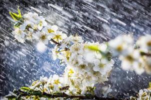 Spring rain in the garden photo