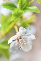 Soft focus spring background photo