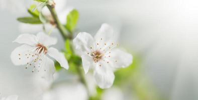 Soft focus spring background photo