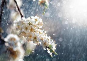 lluvia de primavera en el jardín foto