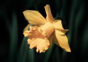 narcisos que florecen en el jardín foto