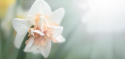 narcisos que florecen en el jardín foto
