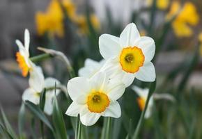 narcisos que florecen en el jardín foto