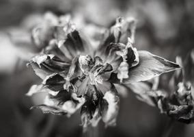 Dry tulips petals photo