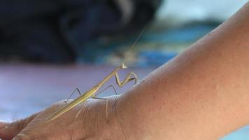 A tawny mantis walking on a woman's arm is a ferocious predator capable of killing birds and snakes, it's a wild animal but a lovely animal to humans.