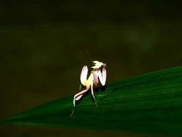 Grasshopper like antique flower perched on a leaf2 photo