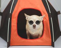 Perro chihuahua de pelo corto marrón con gafas de sol sentado en una tienda de campaña naranja sobre fondo blanco. concepto de viaje de mascotas. foto