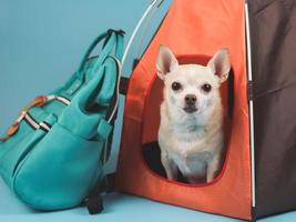 Perro chihuahua de pelo corto marrón sentado en una tienda de campaña naranja con mochila azul sobre fondo azul, mirando la cámara. concepto de viaje de mascotas. foto