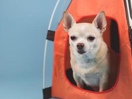 perro chihuahua de pelo corto marrón sentado en una tienda de campaña naranja sobre fondo azul. concepto de viaje de mascotas. foto