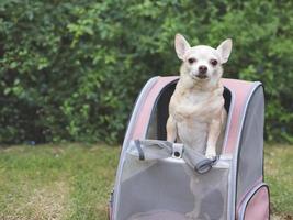 brown short hair chihuahua dog standing  in pet carrier backpack with opened windows, looking away. photo