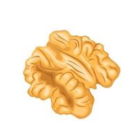 walnut kernel cartoon vector illustration