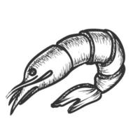 Shrimp Delicious Sea Animal Monochrome Vector